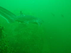 Notorynchus cepedianus