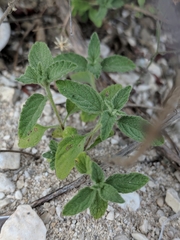 Lippia graveolens