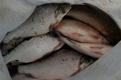 Prochilodus lineatus