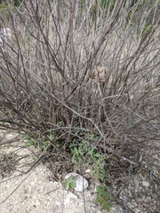 Lippia graveolens
