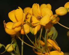 Senna corymbosa