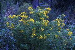 Senna corymbosa