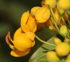 Senna corymbosa