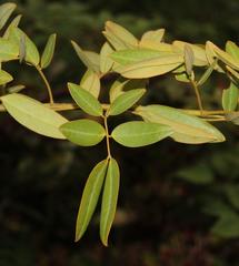 Senna corymbosa