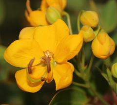Senna corymbosa