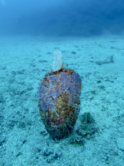 Phallusia mammillata