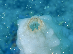 Phallusia mammillata