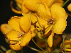 Senna corymbosa