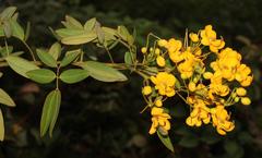 Senna corymbosa