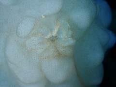 Phallusia mammillata