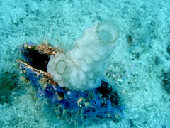 Phallusia mammillata