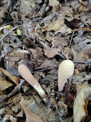 Clavariadelphus americanus