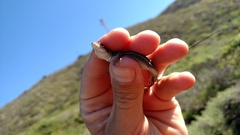 Aspidoscelis hyperythrus beldingi