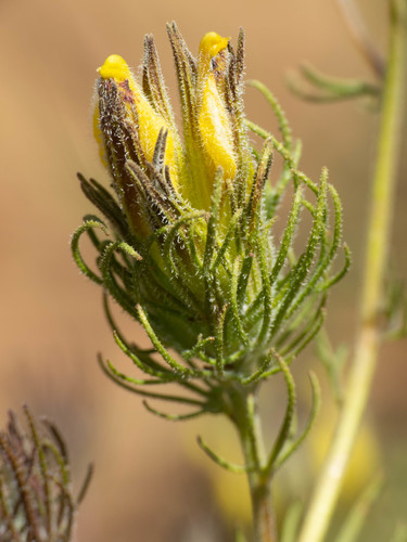 Cordylanthus wrightii ssp. tenuifolius