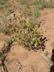 Cordylanthus wrightii tenuifolius