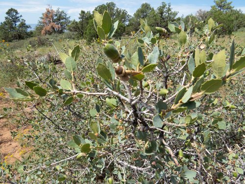 Sonoran scrub oak