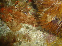 Scorpaena scrofa