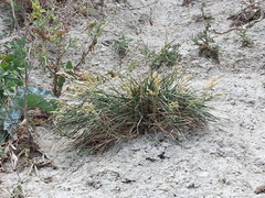 Poa anceps