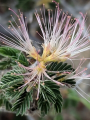 Calliandra conferta