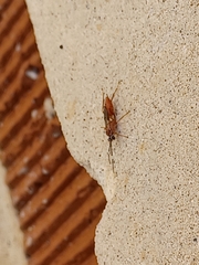 Pachysomoides fulvus