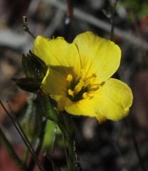 Linum acuticarpum