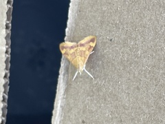 Pyrausta pseudonythesalis