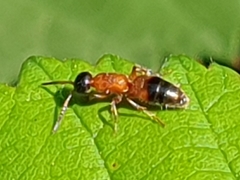 Myrmosa atra