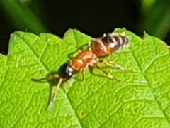 Myrmosa atra