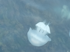 Rhizostoma pulmo