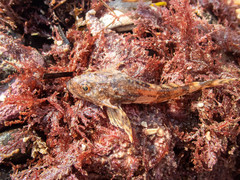 Myoxocephalus octodecemspinosus