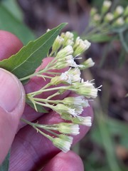 Ageratina herbacea