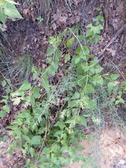 Ageratina herbacea