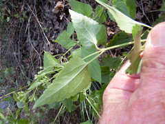 Ageratina herbacea