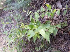 Ageratina herbacea