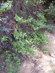 Ageratina herbacea