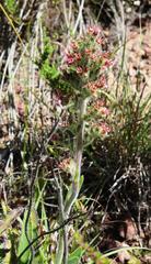 Echiostachys ecklonianus