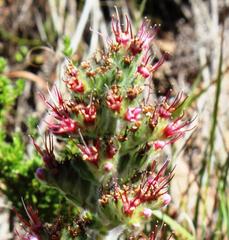 Echiostachys ecklonianus