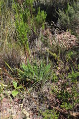Echiostachys ecklonianus