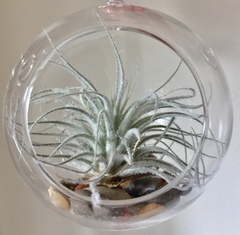 Tillandsia tectorum