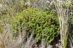 Cliffortia apiculata