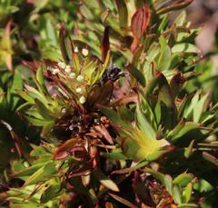 Cliffortia apiculata