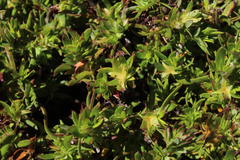 Cliffortia apiculata