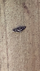 Desmia subdivisalis