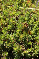 Cliffortia apiculata