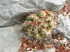 Thelocactus hexaedrophorus