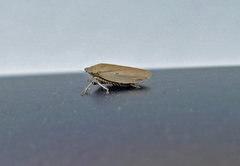 Negosiana dualis