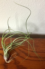 Tillandsia butzii