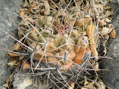 Thelocactus hexaedrophorus