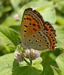 Lycaena panava