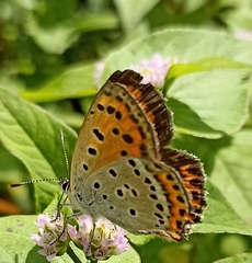 Lycaena panava
